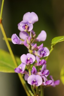 Coral pea or purple coral pea (Hardenbergia violacea), flowers, native to Australia, ornamental
