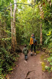 Walking in the Laurisilva forest of Los tilos de Moya in Doramas, Gran Canaria
