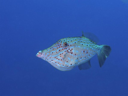 Scrawled filefish (Aluterus scriptus), unicoloured blue background, detachable, dive site John