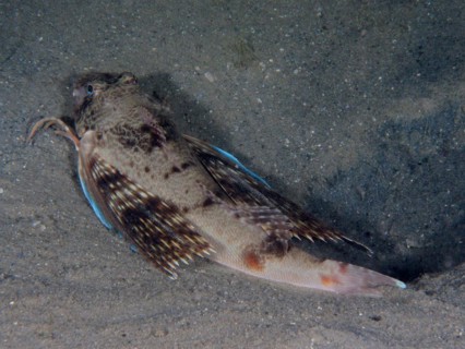 Gurnard (Prionotus roseus) at night. Dive site Blue Heron Bridge, Phil Foster Park, Riviera Beach,