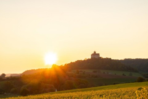 Landscape at sunrise. Beautiful morning landscape with fresh yellow rape fields in spring. Small