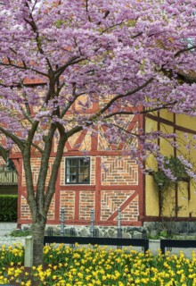 Flowering Winter Cherry (Prunus x subhirtella) 'Autmnalis ' rosea at halftimbered house in Ystad,