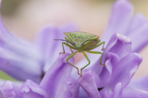 Hawthorn shieldbug (Acanthosoma haemorrhoidale) adult on a garden Hyacinth flower in spring,