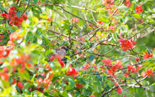 House sparrow (Passer domesticus) or sparrow or house sparrow, male, sitting on a branch of a