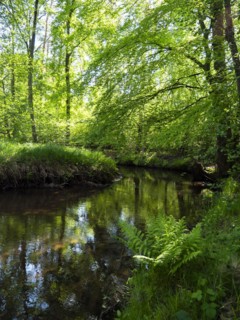 Stream and floodplain of the Dalke with alder forest in spring, Guetersloh, North Rhine-Westphalia,