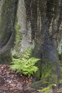 Lady fern (Athyrium filix-femina) at the foot of a copper beech (Fagus sylvatica), Emsland, Lower