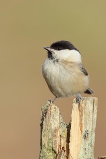 Willow Tit (Parus montanus) sitting on an old tree stump, Wilnsdorf, North Rhine-Westphalia,