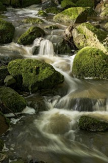 Mountain stream in the forest with mossy basalt rocks, blocks of basalt in the stream bed, Tertiary