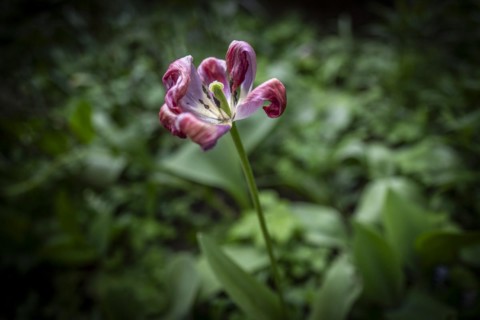 Pistil and stamens in a tulip calyx, fading tulip (Tulipa), Stuttgart, Baden-Wuerttemberg, Germany,