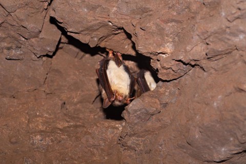 Greater mouse-eared bat (Myotis myotis), hibernating in a cave, North Rhine-Westphalia, Germany,