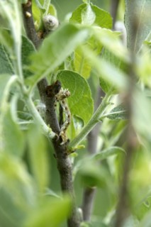 Mottled umber (Erannis defoliaria), caterpillar, spring, Germany, Europe