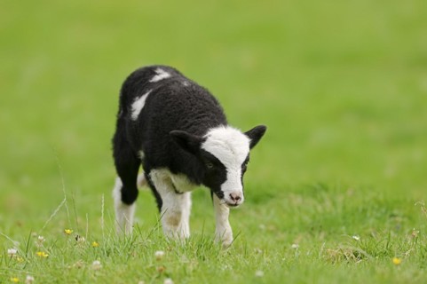 Jacob sheep (Ovis ammon f. aries), lamb, Lower Saxony Germany