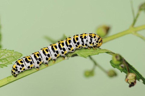 Brown-root monk (Shargacucullia scrophulariae), caterpillar, North Rhine-Westphalia, Germany,