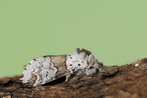Sallow kitten moth (Furcula furcula), North Rhine-Westphalia, Germany, Europe