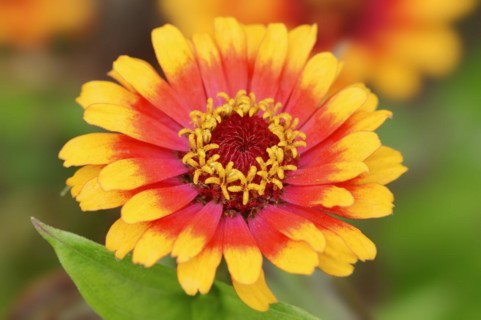 Zinnia 'Sombrero' (Zinnia elegans, Zinnia violacea), flower, ornamental plant, North