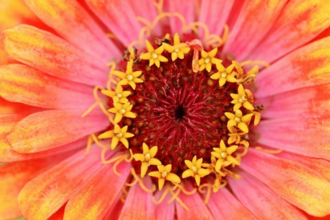 Zinnia 'Sombrero' (Zinnia elegans, Zinnia violacea), detail of flower, ornamental plant, North