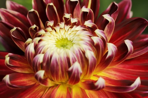 Dahlia 'Akita' (Dahlia Hybride), detail of flower, ornamental plant, North Rhine-Westphalia,