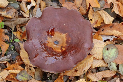 Chestnut-brown stem porling or black-red porling (Picipes badius, Polyporus badius), autumn, North