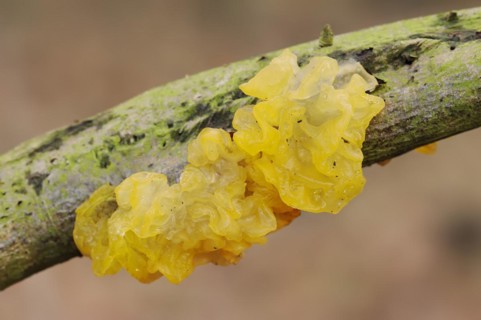 Yellow brain (Tremella mesenterica), North Rhine-Westphalia, Germany, Europe