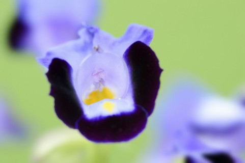 Bluewings (Torenia fournieri), flower, native to Vietnam, ornamental plant, North Rhine-Westphalia,
