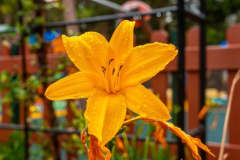A yellow flower in a beautiful botanical garden, sustainable tourism concept in Arucas, Gran