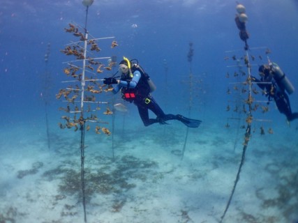 Coral farming. Divers clean the rack on which young specimens of elkhorn coral (Acropora palmata)