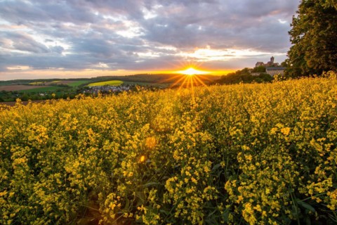 Landscape at sunrise. Beautiful morning landscape with fresh yellow rape fields in spring. Small