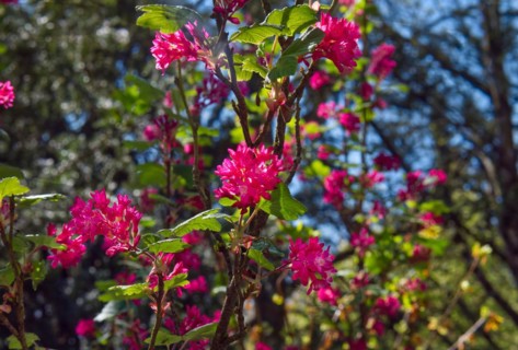 Rhododendron, several flowers, (Rhododendron hypoglaucum)