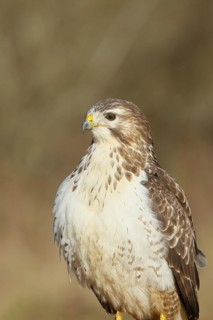 Steppe buzzard (buteo buteo), light-coloured variant, light morph, side view, animal portrait,