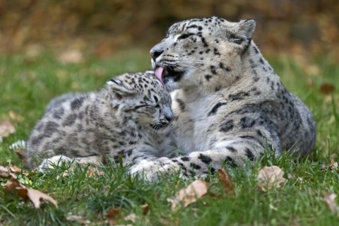 A snow leopard grooming its young with recognisable tenderness, snow leopard, (Uncia uncia), young