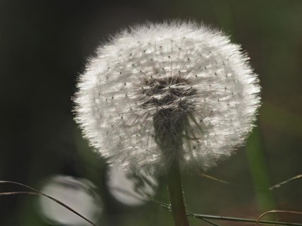 Dandelion, common dandelion (Taraxacum ruderalia), macro photograph with focus stacking, Leoben,