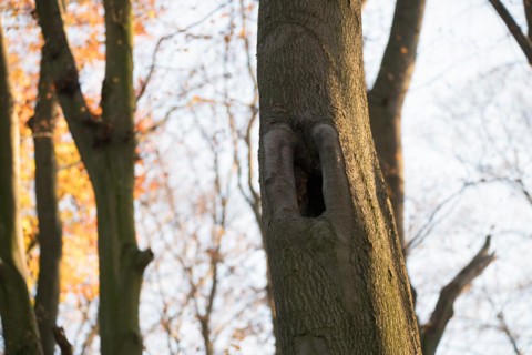 Deadwood structure Cave in deciduous forest, cave with lateral overhangs, important habitat for