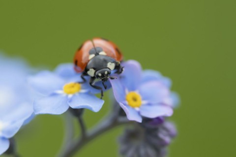 Seven-spot ladybird Coccinella (septempunctata) adult on Forget-me-not flowers in spring, Suffolk,