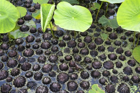 Fallen seed heads of white lotus (Nelumbo) in the water in the Parc Floral et Tropical de la Court