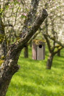 Nesting box for songbirds, meadow orchard, flowering apple trees, Baden, Wuerttemberg, Germany,
