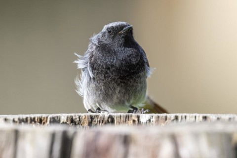 Black redstart (Phoenicurus ochruros), young bird, sitting on a tree trunk, Stuttgart,