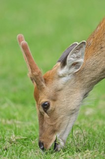 Manchurian sika deer (Cervus nippon hortulorum) with velvet antlers in summer, captive, Germany,