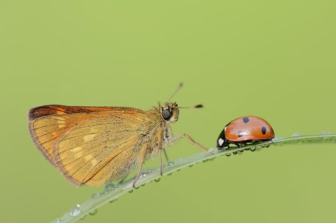 Rusty-coloured butterfly (Ochlodes sylvanus, Augiades sylvanus) and seven-spott ladybird