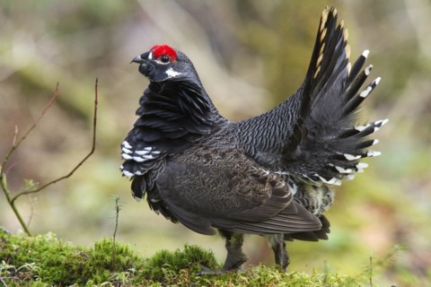 Spruce grouse (falcipennis canadensis) standing on a mossy trunk and watching, La Mauricie national