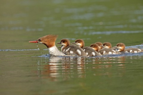 Common mergansers (mergus merganser), female swimming and carrying babies on her back, La Mauricie