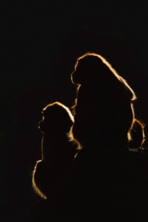 Djelada or gelada baboon (Theropithecus gelada), female in backlight, captive, occurrence in