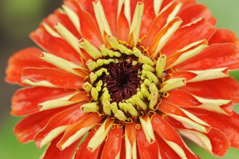 Zinnia (Zinnia elegans, Zinnia violacea), flower, ornamental plant, North Rhine-Westphalia,