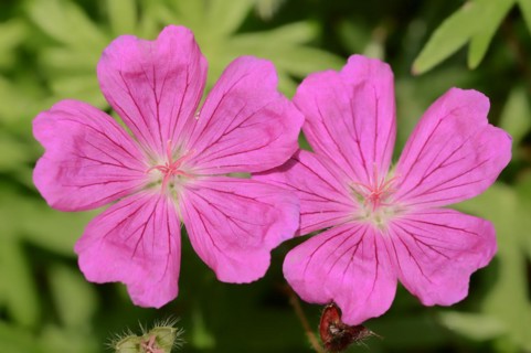 Bloody cranesbill (Geranium sanguineum), flowers, ornamental plant, North Rhine-Westphalia,