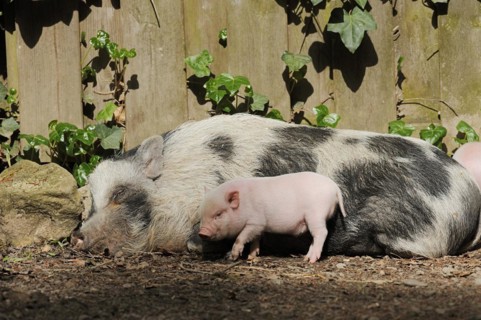 Goettingen minipig (Sus scrofa f. domestica), sow and piglet, North Rhine-Westphalia, Germany,