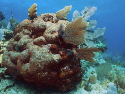 Dead stony coral overgrown with common sea fan (Gorgonia ventalina), dive site John Pennekamp Coral