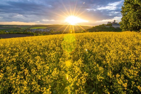 Landscape at sunrise. Beautiful morning landscape with fresh yellow rape fields in spring. Small
