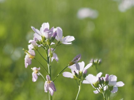 Cuckoo flower (Cardamine pratensis), Leoben, Styria, Austria, Europe