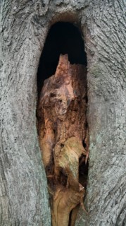 Deadwood structure Cave in deciduous forest, view of cave in the process of formation, important