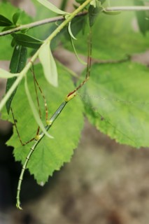 Turquoise stick insect or Peleng stick insect (Myronides sp. Peleng), female, captive, native to