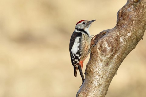 Middle spotted woodpecker (Dendrocopos medius) sitting at a water pot in a tree trunk, Animals,